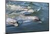 Bottlenose Dolphins, Tursiops Tursiops, Grassy Key, Florida, United States of America-Michael Runkel-Mounted Photographic Print
