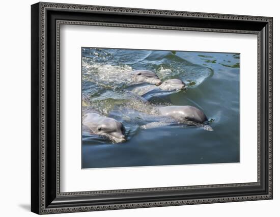 Bottlenose Dolphins, Tursiops Tursiops, Grassy Key, Florida, United States of America-Michael Runkel-Framed Photographic Print