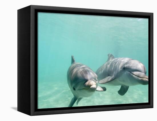 Bottlenose Dolphins-Stuart Westmorland-Framed Premier Image Canvas