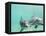 Bottlenose Dolphins-Stuart Westmorland-Framed Premier Image Canvas