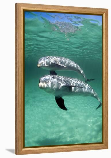Bottlenose Dolphins-Louise Murray-Framed Premier Image Canvas