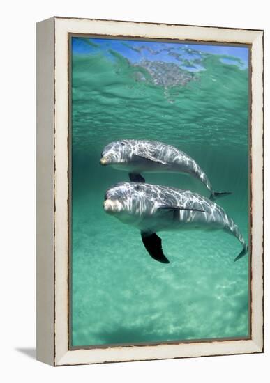 Bottlenose Dolphins-Louise Murray-Framed Premier Image Canvas