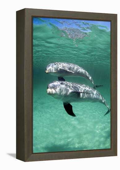 Bottlenose Dolphins-Louise Murray-Framed Premier Image Canvas