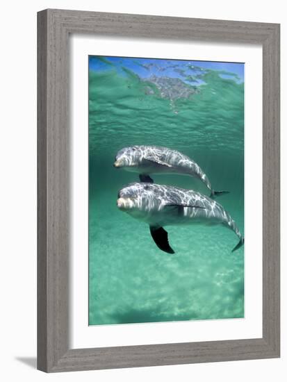 Bottlenose Dolphins-Louise Murray-Framed Photographic Print