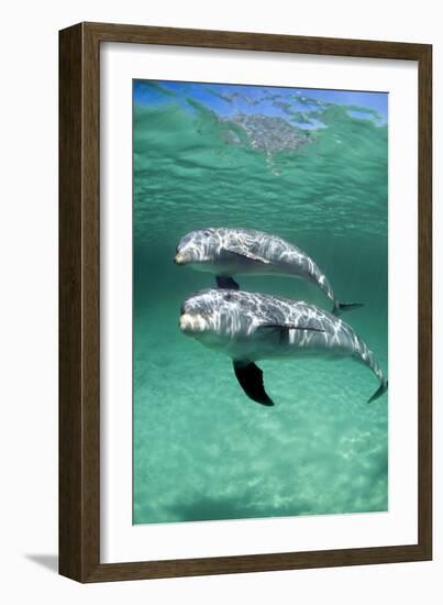 Bottlenose Dolphins-Louise Murray-Framed Photographic Print