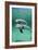 Bottlenose Dolphins-Louise Murray-Framed Photographic Print