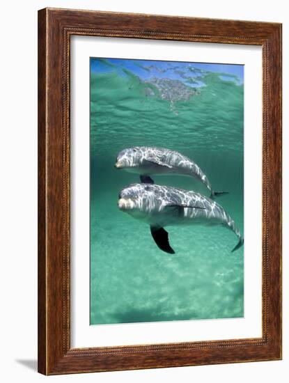 Bottlenose Dolphins-Louise Murray-Framed Photographic Print