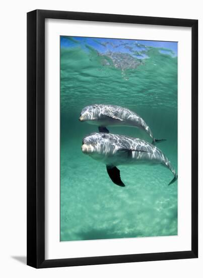 Bottlenose Dolphins-Louise Murray-Framed Photographic Print
