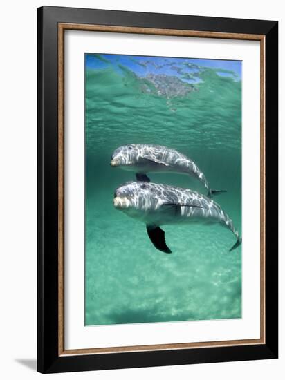 Bottlenose Dolphins-Louise Murray-Framed Photographic Print