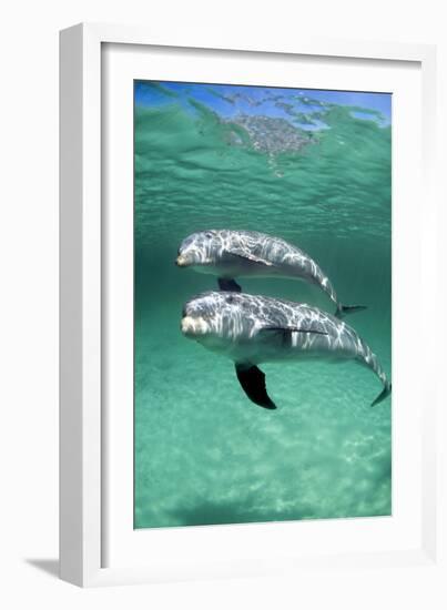 Bottlenose Dolphins-Louise Murray-Framed Photographic Print