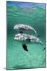 Bottlenose Dolphins-Louise Murray-Mounted Photographic Print