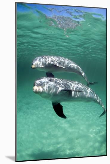 Bottlenose Dolphins-Louise Murray-Mounted Photographic Print