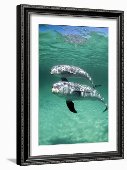 Bottlenose Dolphins-Louise Murray-Framed Photographic Print