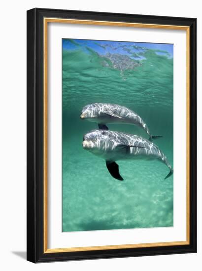 Bottlenose Dolphins-Louise Murray-Framed Photographic Print
