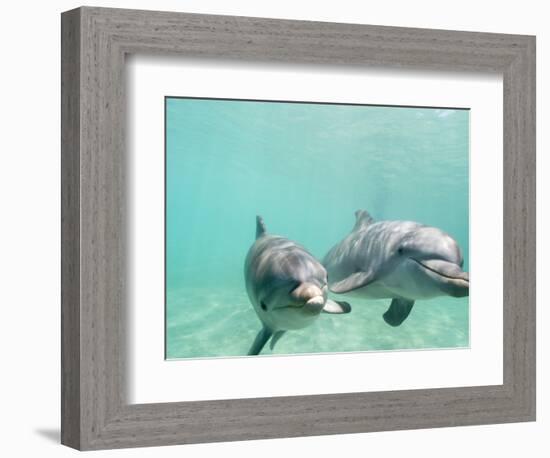 Bottlenose Dolphins-Stuart Westmorland-Framed Photographic Print