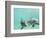 Bottlenose Dolphins-Stuart Westmorland-Framed Photographic Print