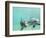 Bottlenose Dolphins-Stuart Westmorland-Framed Photographic Print