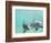 Bottlenose Dolphins-Stuart Westmorland-Framed Photographic Print