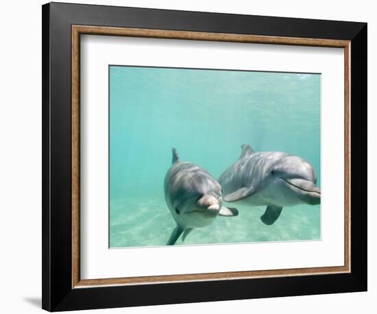 Bottlenose Dolphins-Stuart Westmorland-Framed Photographic Print