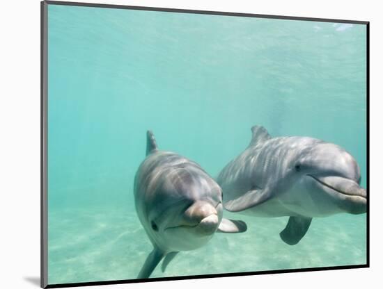 Bottlenose Dolphins-Stuart Westmorland-Mounted Photographic Print