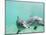 Bottlenose Dolphins-Stuart Westmorland-Mounted Photographic Print