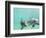 Bottlenose Dolphins-Stuart Westmorland-Framed Photographic Print