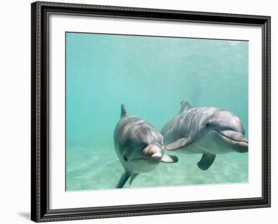 Bottlenose Dolphins-Stuart Westmorland-Framed Photographic Print