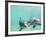 Bottlenose Dolphins-Stuart Westmorland-Framed Photographic Print