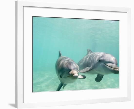 Bottlenose Dolphins-Stuart Westmorland-Framed Photographic Print