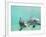 Bottlenose Dolphins-Stuart Westmorland-Framed Photographic Print