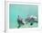 Bottlenose Dolphins-Stuart Westmorland-Framed Photographic Print