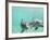 Bottlenose Dolphins-Stuart Westmorland-Framed Photographic Print