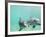 Bottlenose Dolphins-Stuart Westmorland-Framed Photographic Print