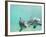 Bottlenose Dolphins-Stuart Westmorland-Framed Photographic Print