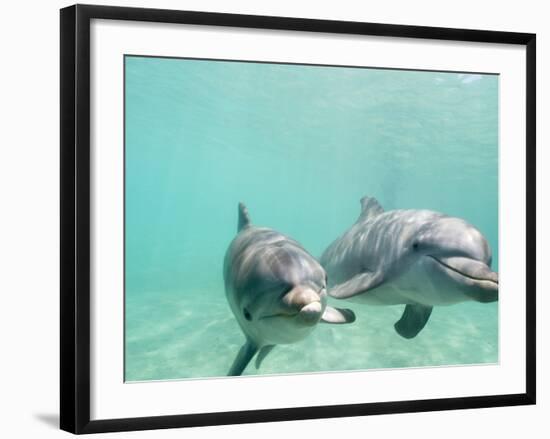 Bottlenose Dolphins-Stuart Westmorland-Framed Photographic Print