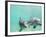 Bottlenose Dolphins-Stuart Westmorland-Framed Photographic Print