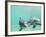 Bottlenose Dolphins-Stuart Westmorland-Framed Photographic Print