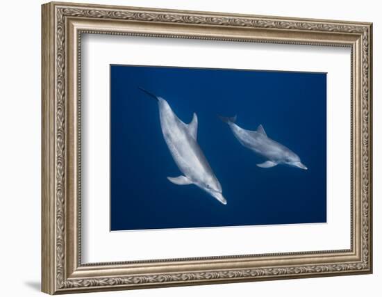 Bottlenose Dolphins-Barathieu Gabriel-Framed Photographic Print