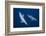 Bottlenose Dolphins-Barathieu Gabriel-Framed Photographic Print