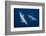 Bottlenose Dolphins-Barathieu Gabriel-Framed Photographic Print