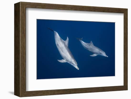 Bottlenose Dolphins-Barathieu Gabriel-Framed Photographic Print