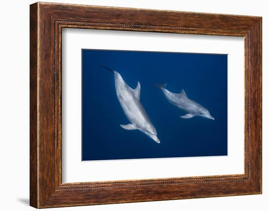 Bottlenose Dolphins-Barathieu Gabriel-Framed Photographic Print