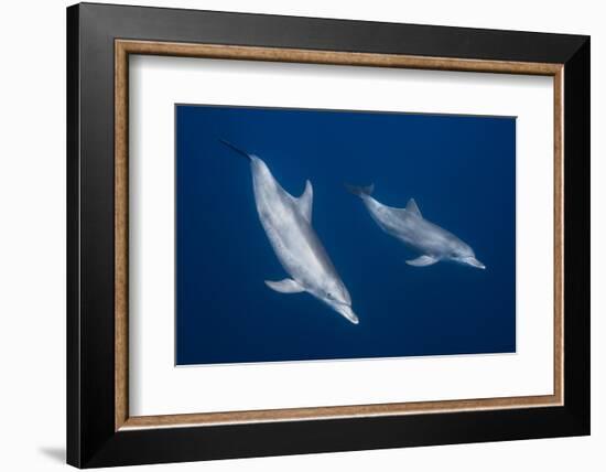 Bottlenose Dolphins-Barathieu Gabriel-Framed Photographic Print