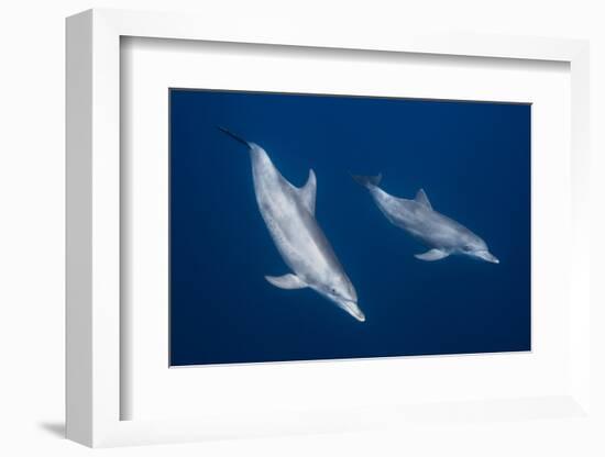 Bottlenose Dolphins-Barathieu Gabriel-Framed Photographic Print