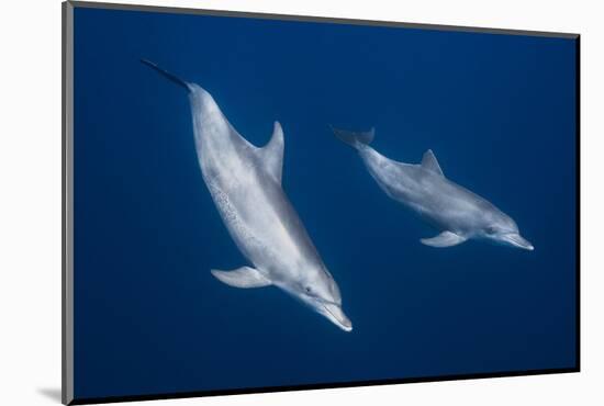 Bottlenose Dolphins-Barathieu Gabriel-Mounted Photographic Print