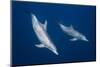 Bottlenose Dolphins-Barathieu Gabriel-Mounted Photographic Print