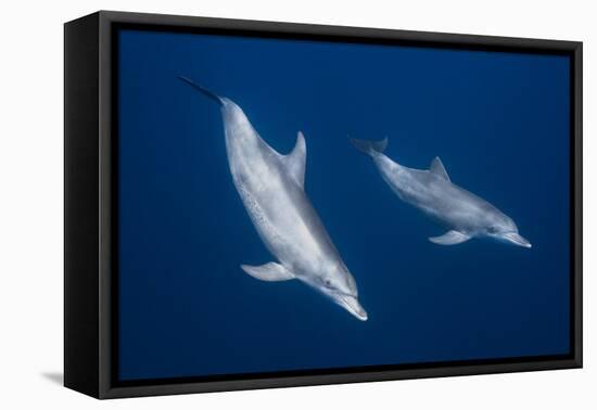 Bottlenose Dolphins-Barathieu Gabriel-Framed Premier Image Canvas