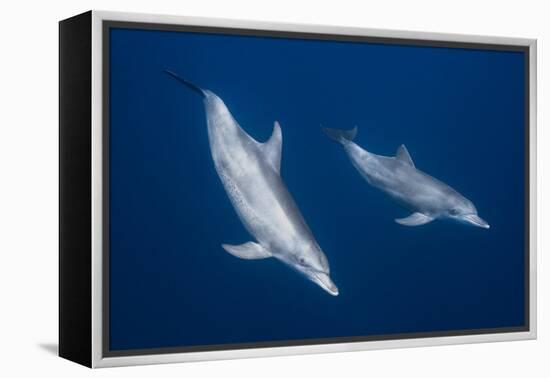 Bottlenose Dolphins-Barathieu Gabriel-Framed Premier Image Canvas