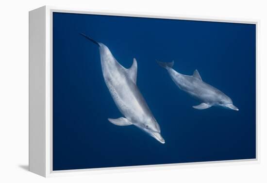 Bottlenose Dolphins-Barathieu Gabriel-Framed Premier Image Canvas