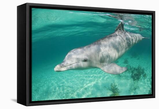 Bottlenosed Dolphin at UNEXSO Dive Site-Paul Souders-Framed Premier Image Canvas